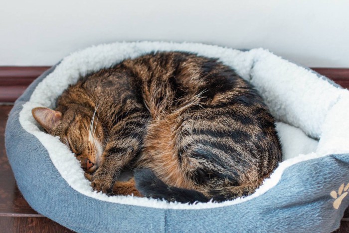 ベッドで丸くなる猫