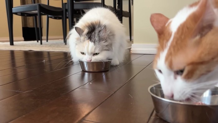 ごはんを食べる2匹の猫