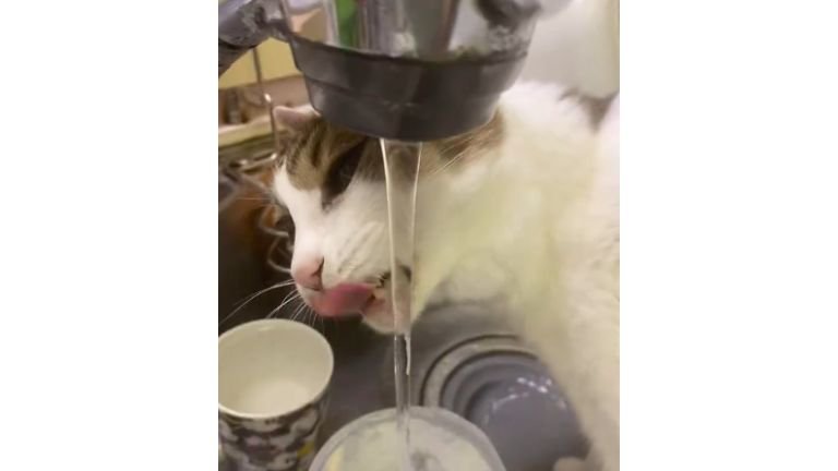 シンクで水を飲む猫