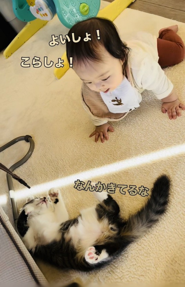 ハイハイで子猫に近づく赤ちゃん