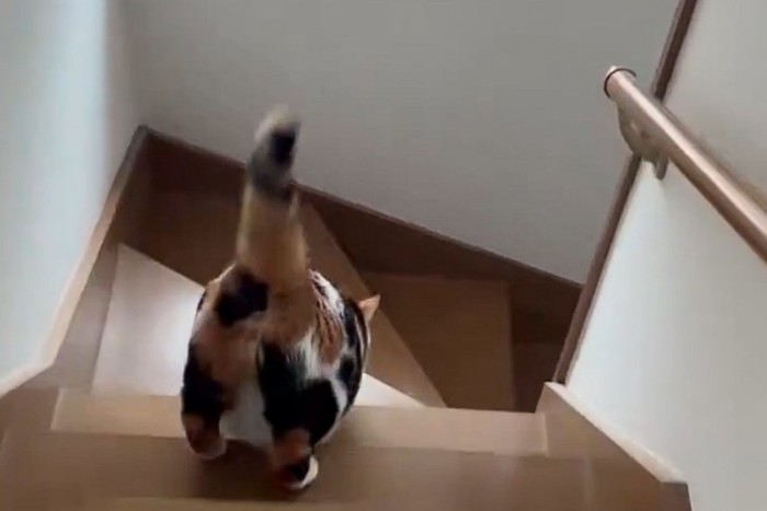 階段を降りる三毛猫のうしろ姿