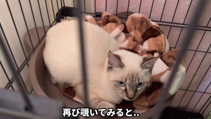 毛布の上でくつろぐ猫