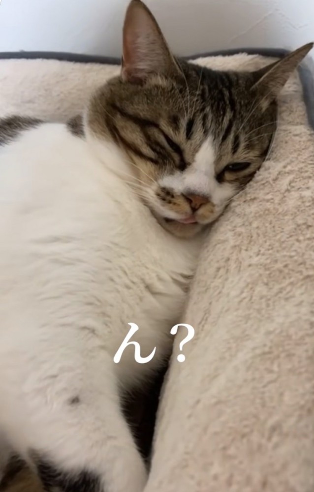 ふっくらしたフォルムの猫