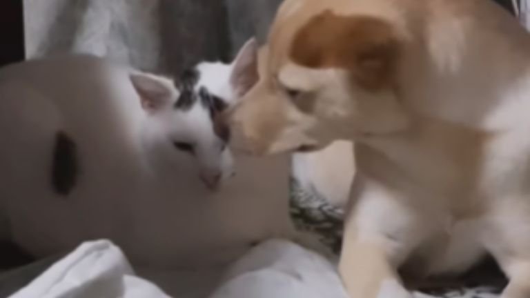 室内にいる猫と犬