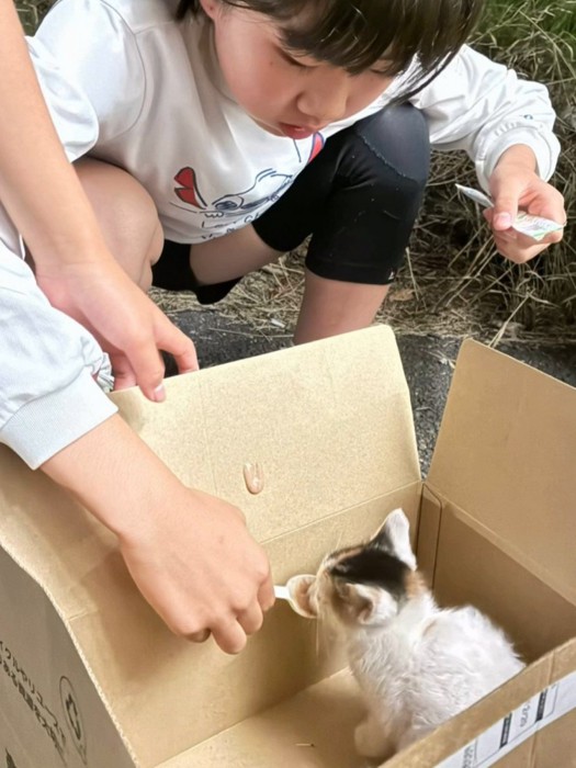 スプーンでごはんをもらう子猫