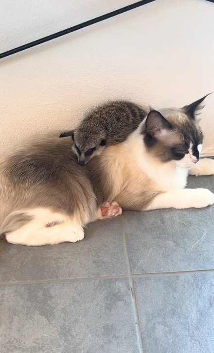 猫の上にのって寝るミーアキャットと寝ている猫