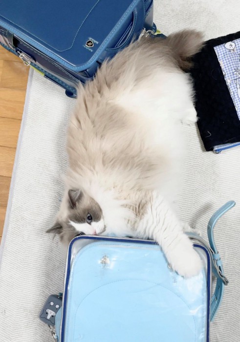 ランドセルをホールドする猫