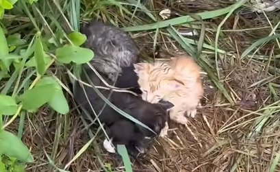 身を寄せ合う4匹の子猫