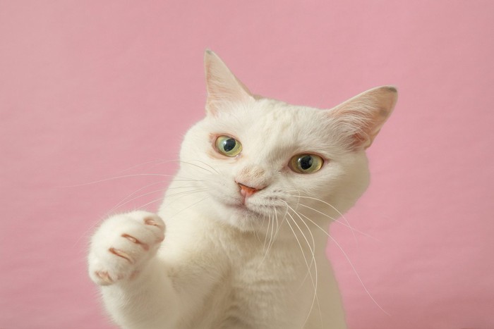 右手をあげる猫