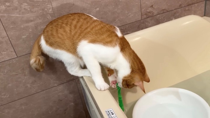 おもちゃを捕まえた茶白猫