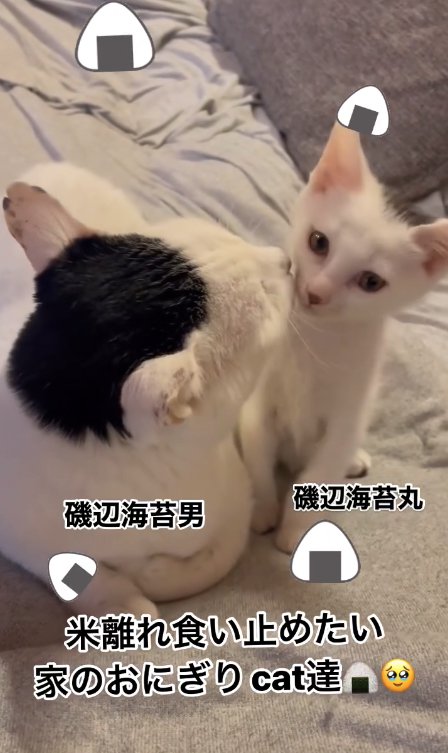 子猫を舐めている後頭部が黒い親猫