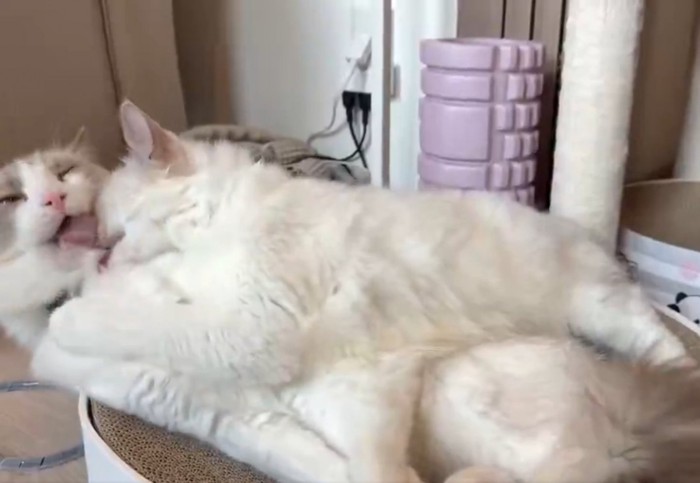 シェリーちゃんをなめようとするルルちゃん