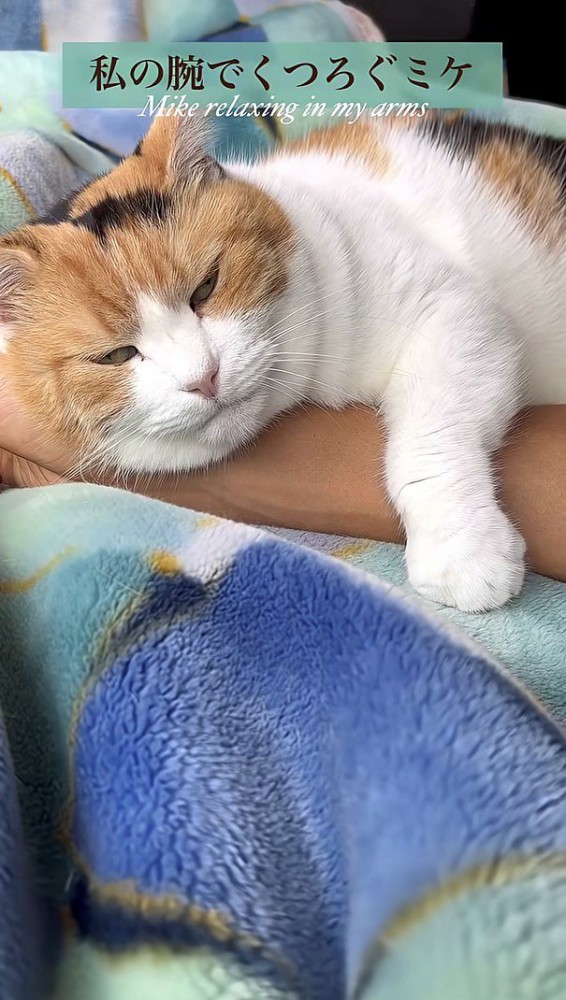 飼い主さんの腕のなかでくつろぐミケちゃん