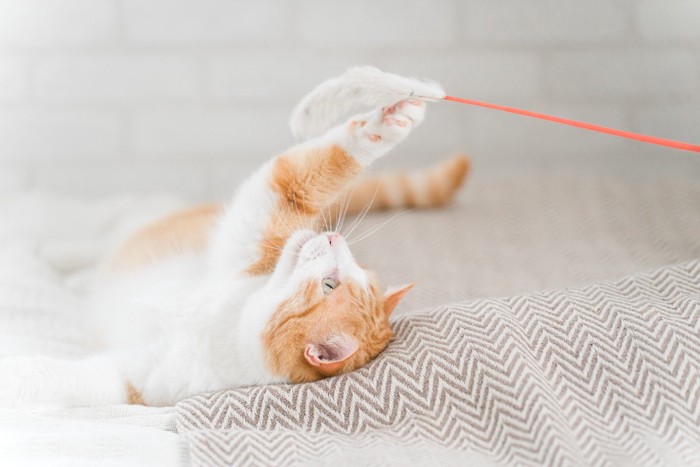 じゃらしで遊ぶ猫