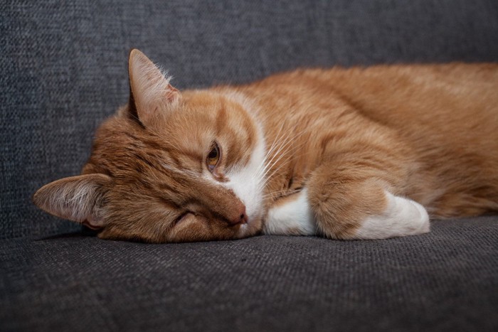 憂鬱そうに横になる猫