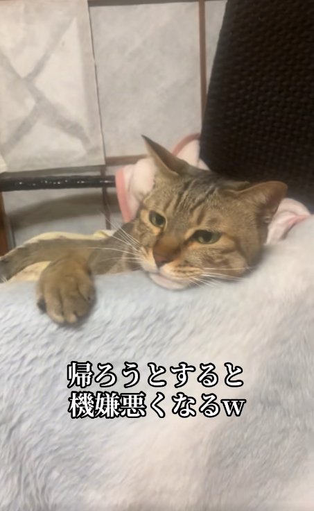 毛布にアゴと右前足を乗せている猫