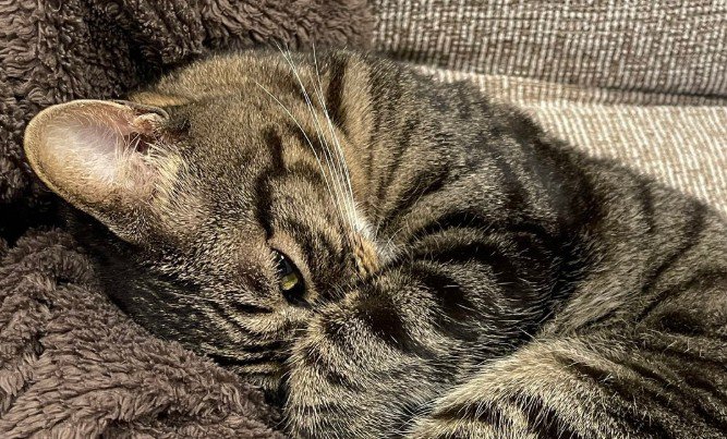 こっちを見つめる猫の顔