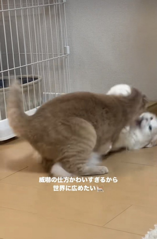 ケンカするマンチカンとミヌエット