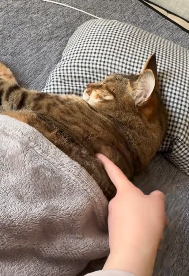 ツンツンされるししゃもくん