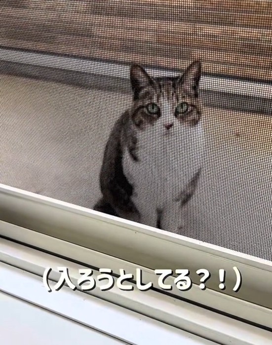 部屋の中を見る猫