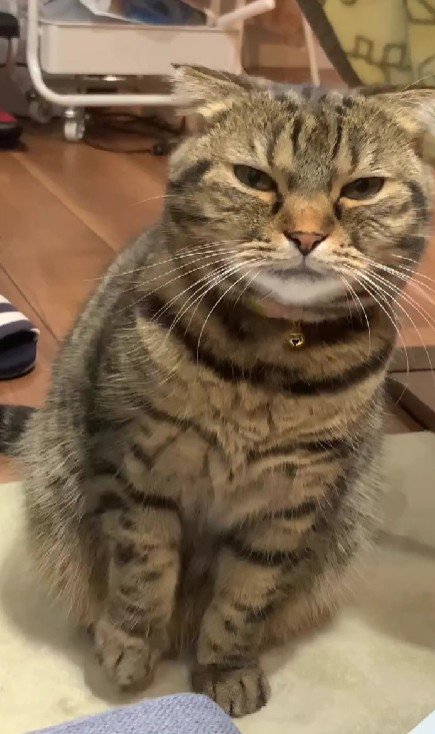 片手を上げる猫