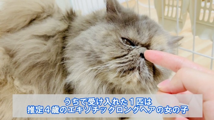 ケージの中で鼻チョンされるエキゾチックロングヘア