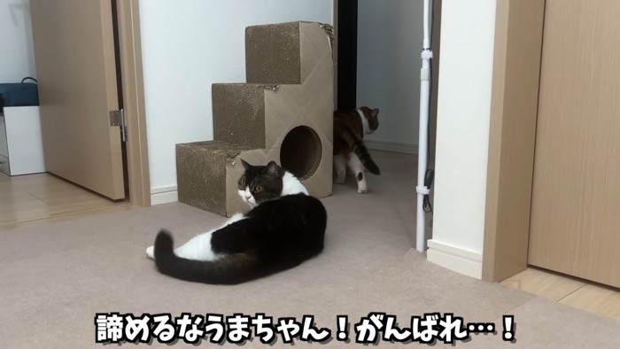 背中を向けたライラちゃん