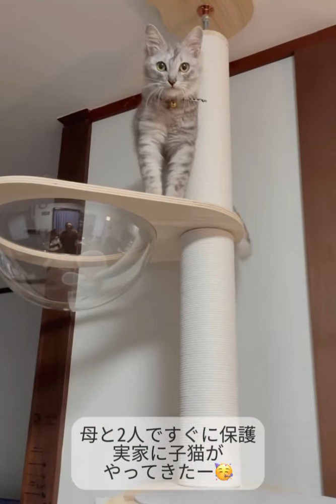 キャットタワーに乗る猫