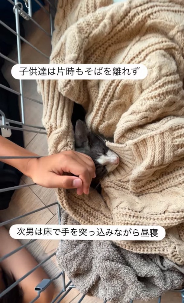 眠る子猫