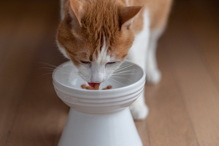 ごはんを食べる猫
