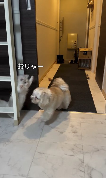 犬の前で両手を広げて立つ猫