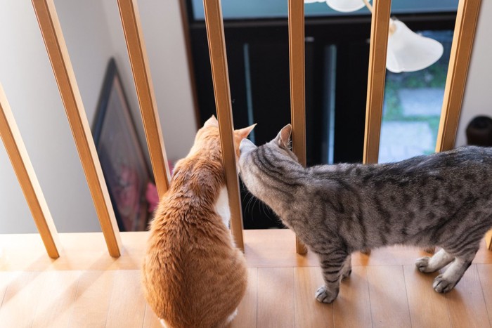 ニャルソックな猫たち