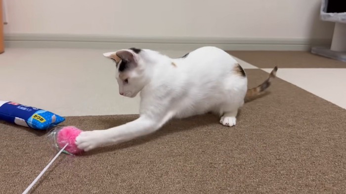 猫じゃらしで遊ぶ三毛猫