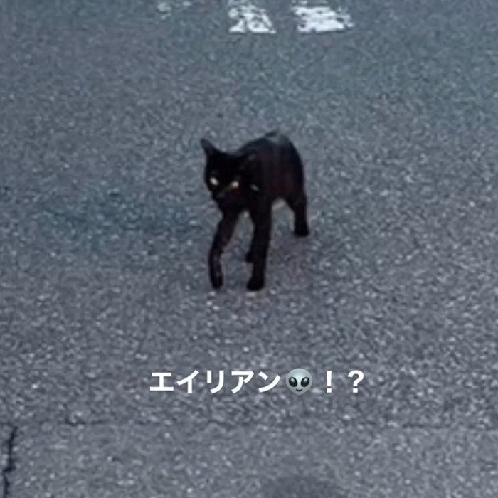 やせた猫