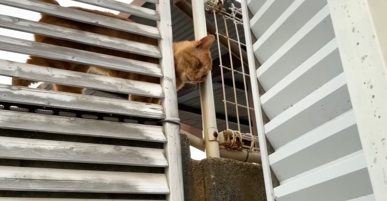 下を向いて鳴く猫