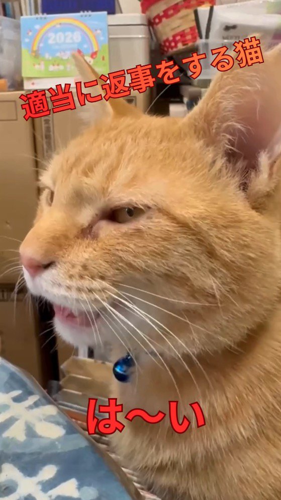 女性に鳴き声をあげる猫