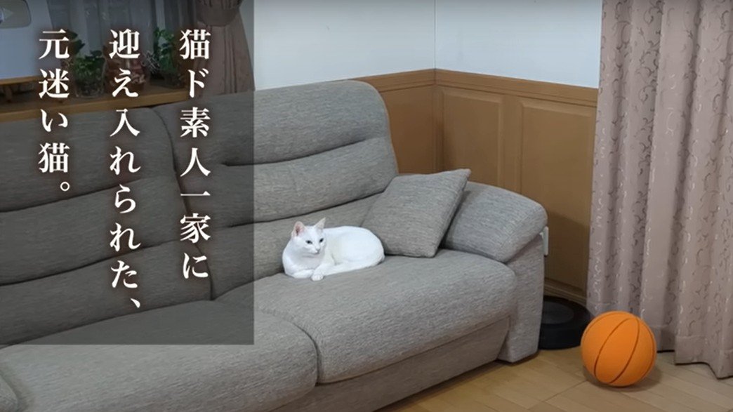 ソファに座る猫