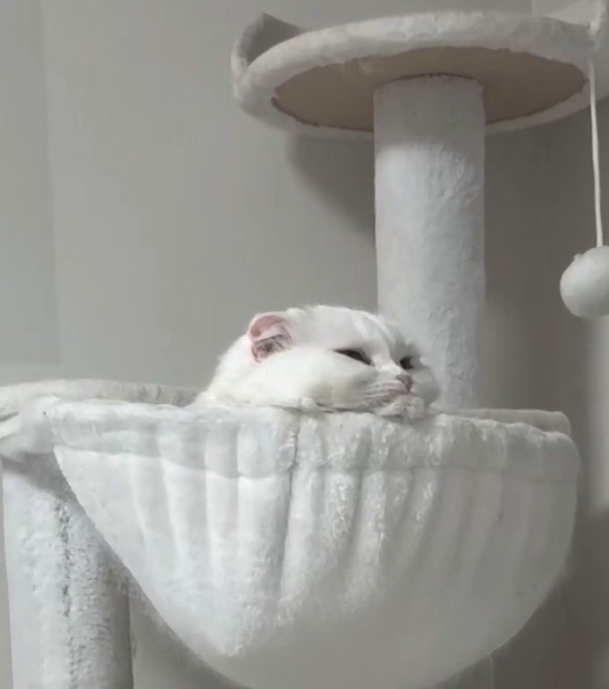 ハンモックに顎を乗せる猫