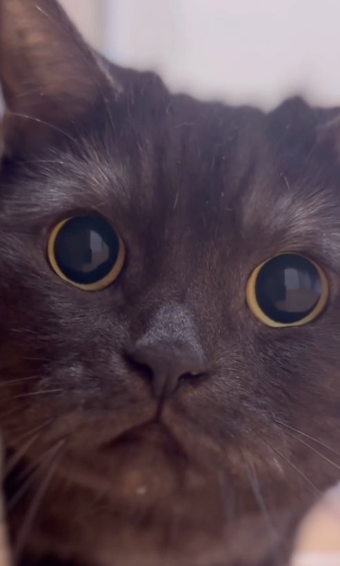 カメラを見つめるグレーっぽい黒猫のアップ