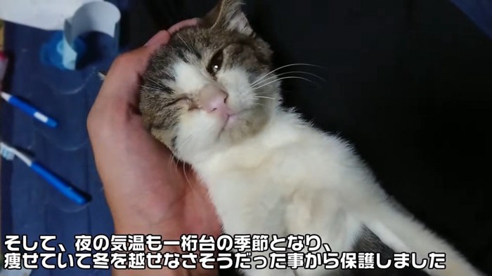 ひざの上で仰向けになり頭をなでられる子猫