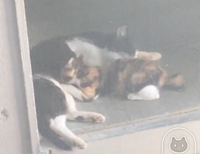 お腹付近を毛繕い