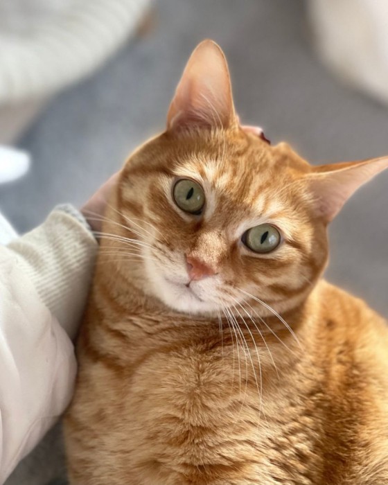 撫でられる茶トラ猫