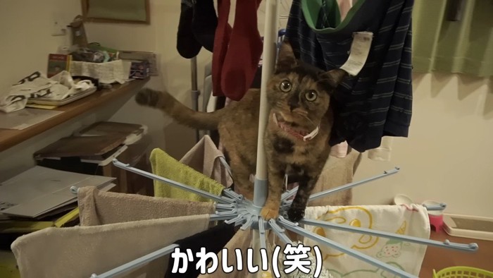 物干し上でカメラ目線