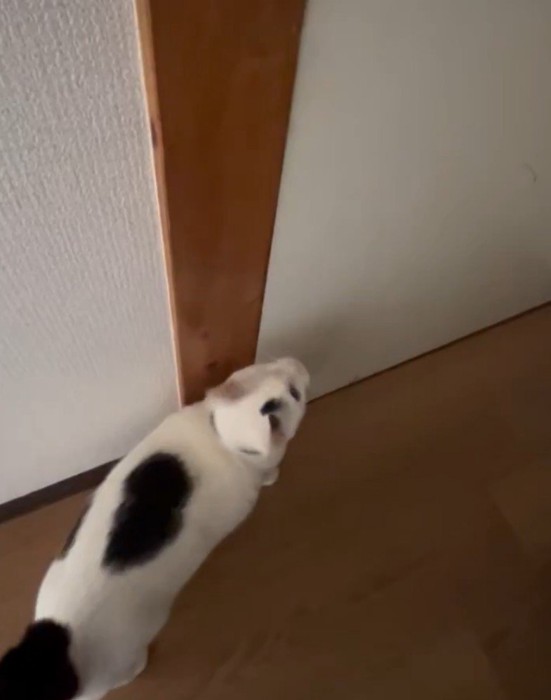 ドアの前で待つよもぎちゃん