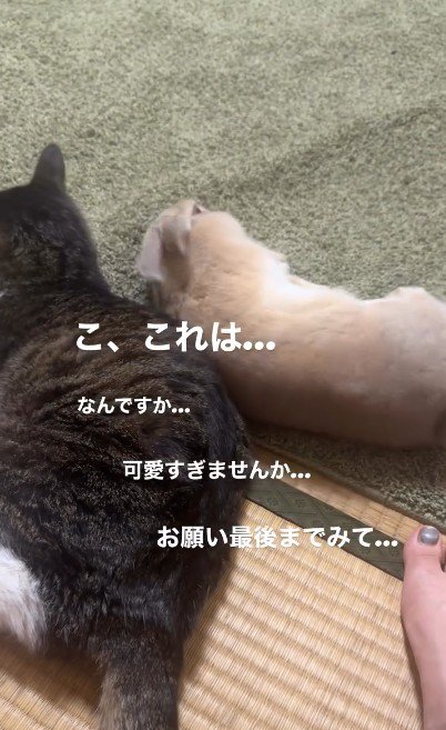 猫の隣で横になるうさぎ