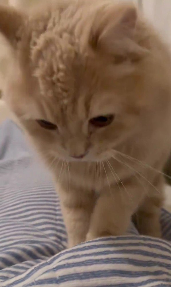 ふみふみしている猫