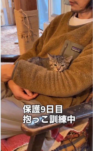 人に抱かれている子猫