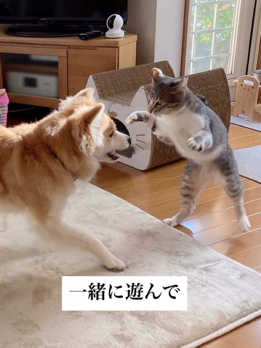 遊ぶ猫と犬