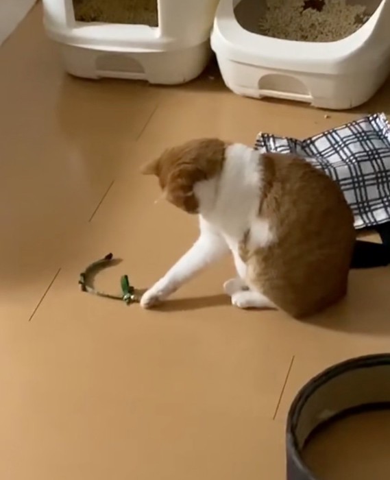 鈴に触れる猫