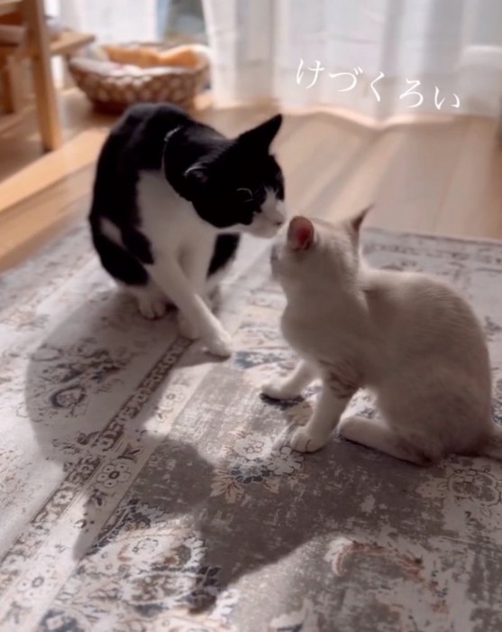 猫と子猫